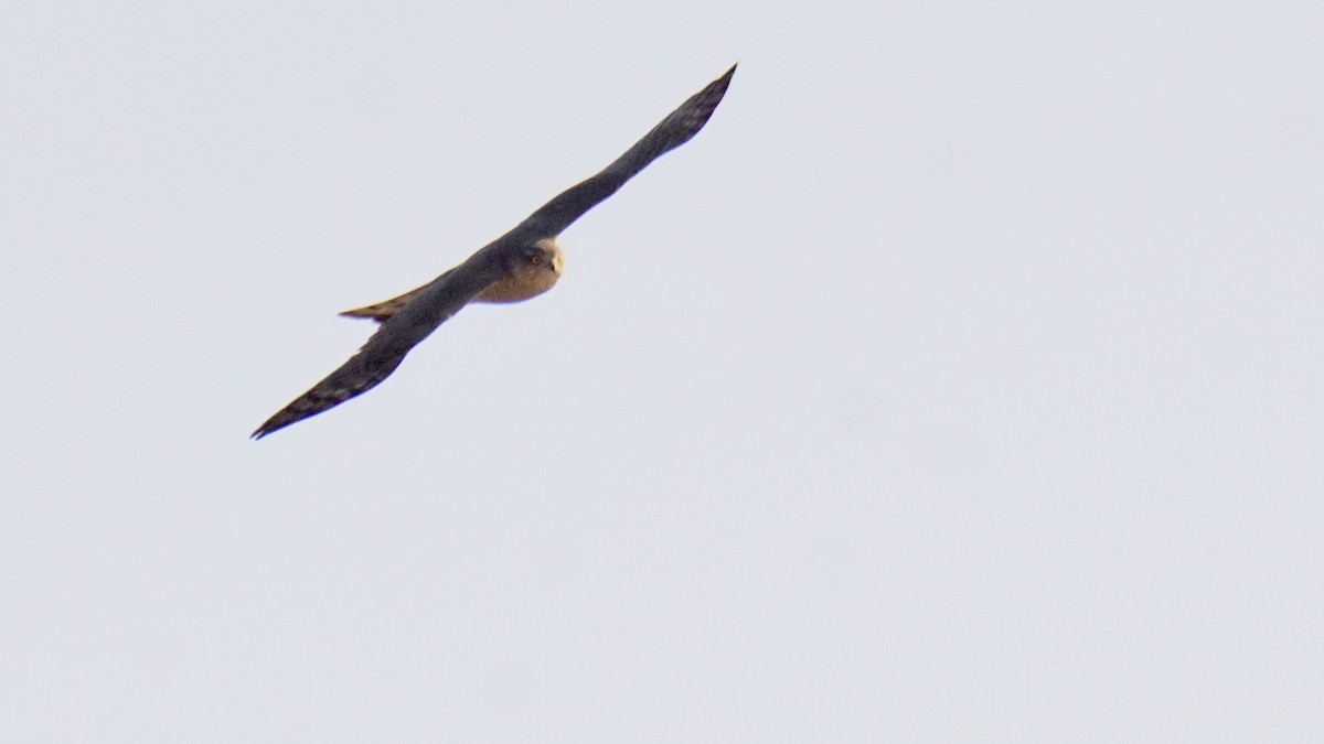 Gavilán Común - ML647504617