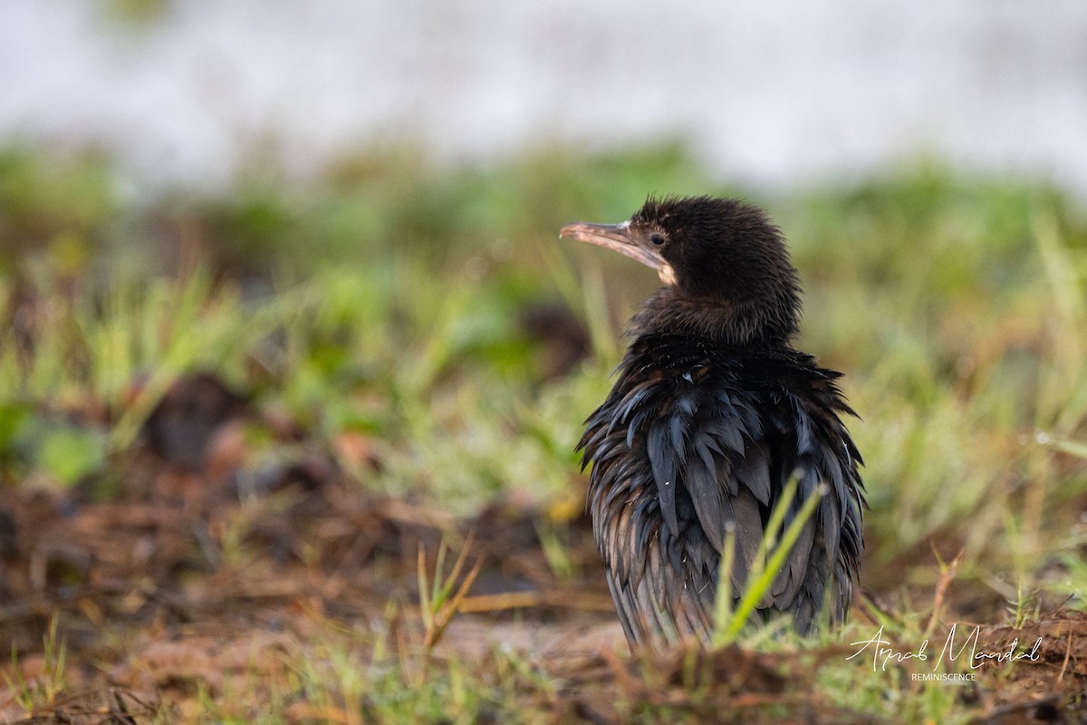 Cormorán de Java - ML647504618