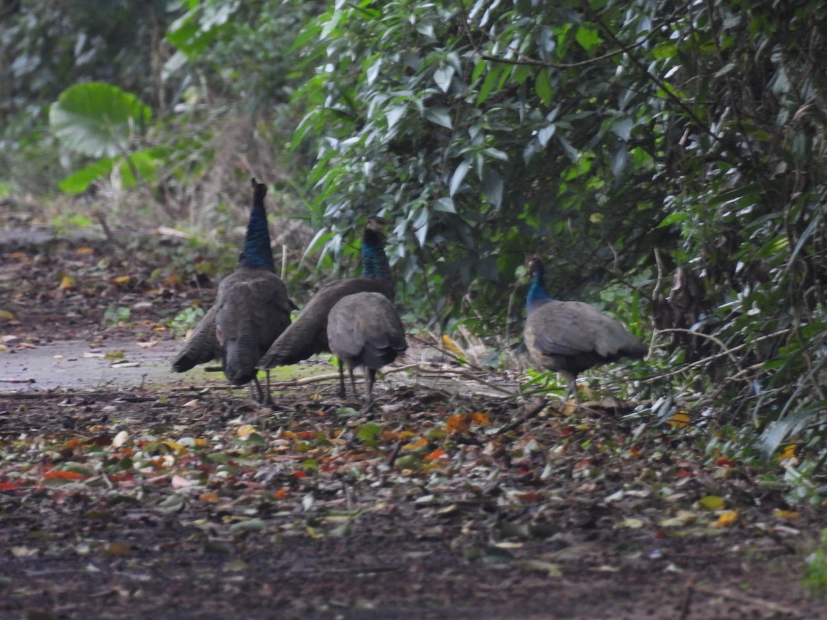 Pavo Real Común - ML647504619