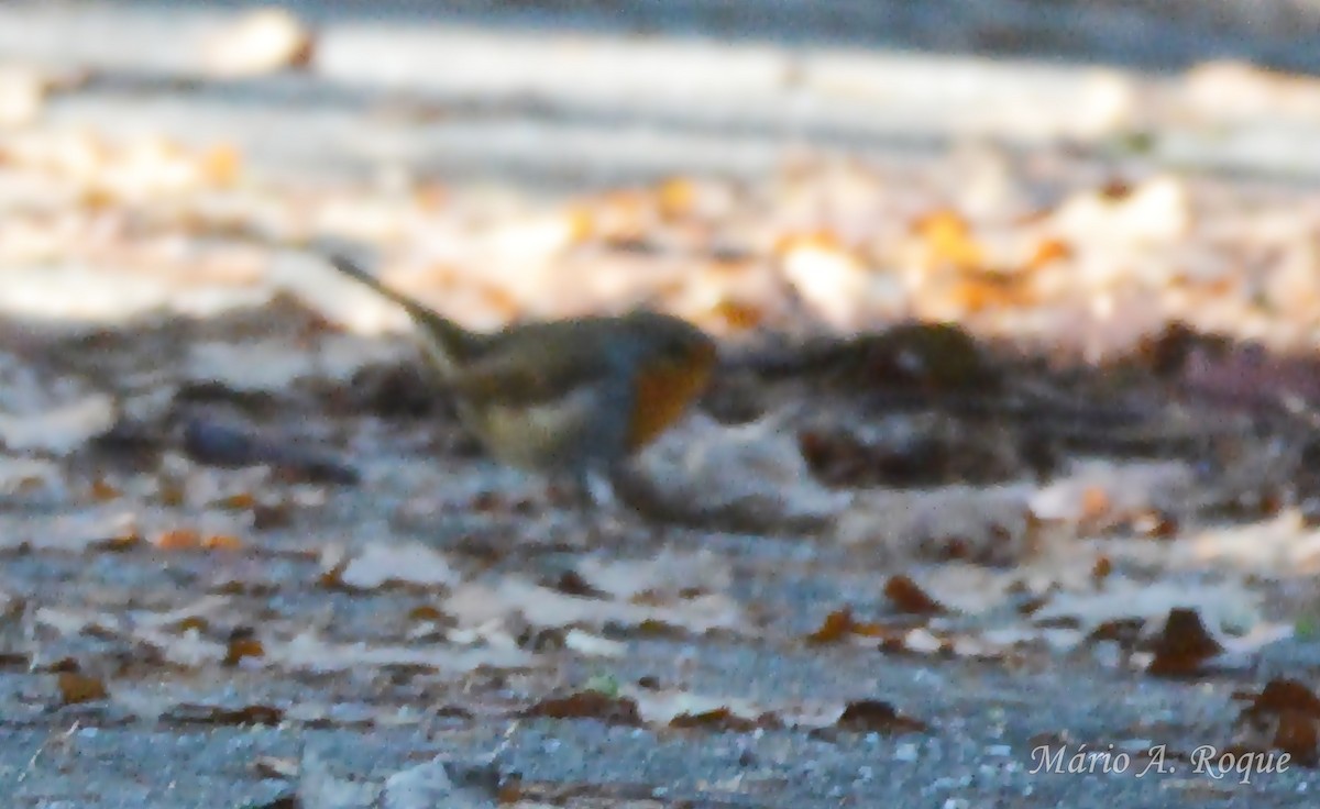 Petirrojo Europeo - ML647504620