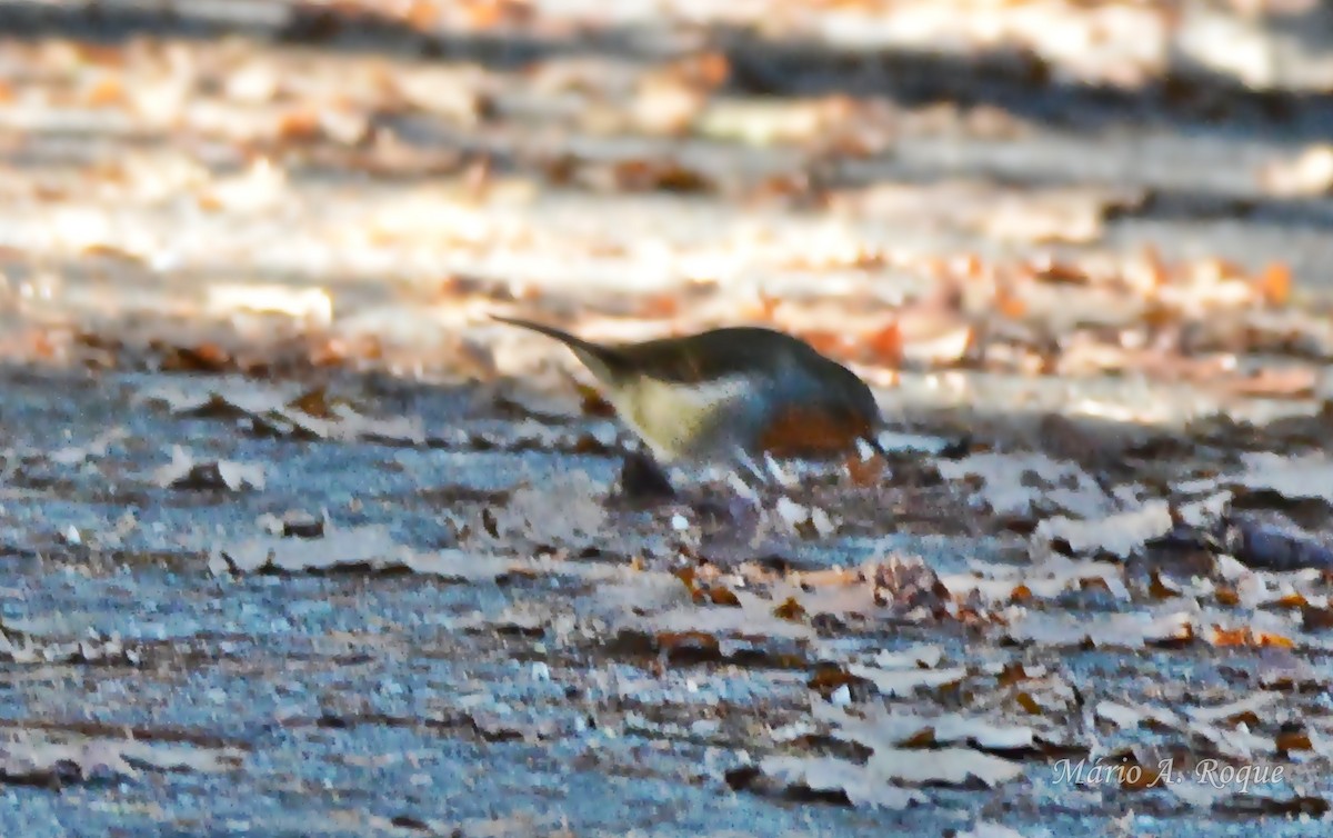 Petirrojo Europeo - ML647504621