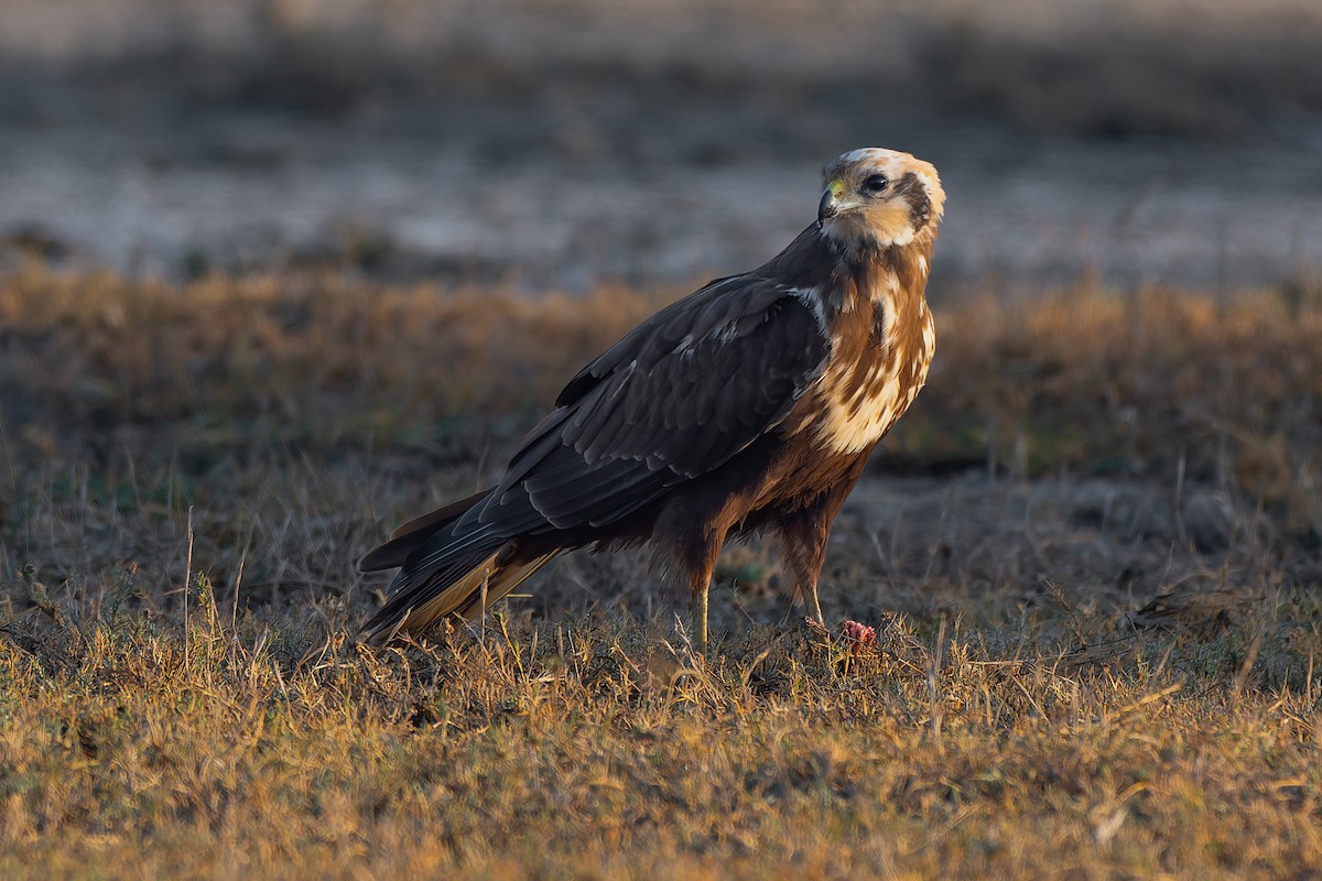 Aguilucho Lagunero Occidental - ML647504625