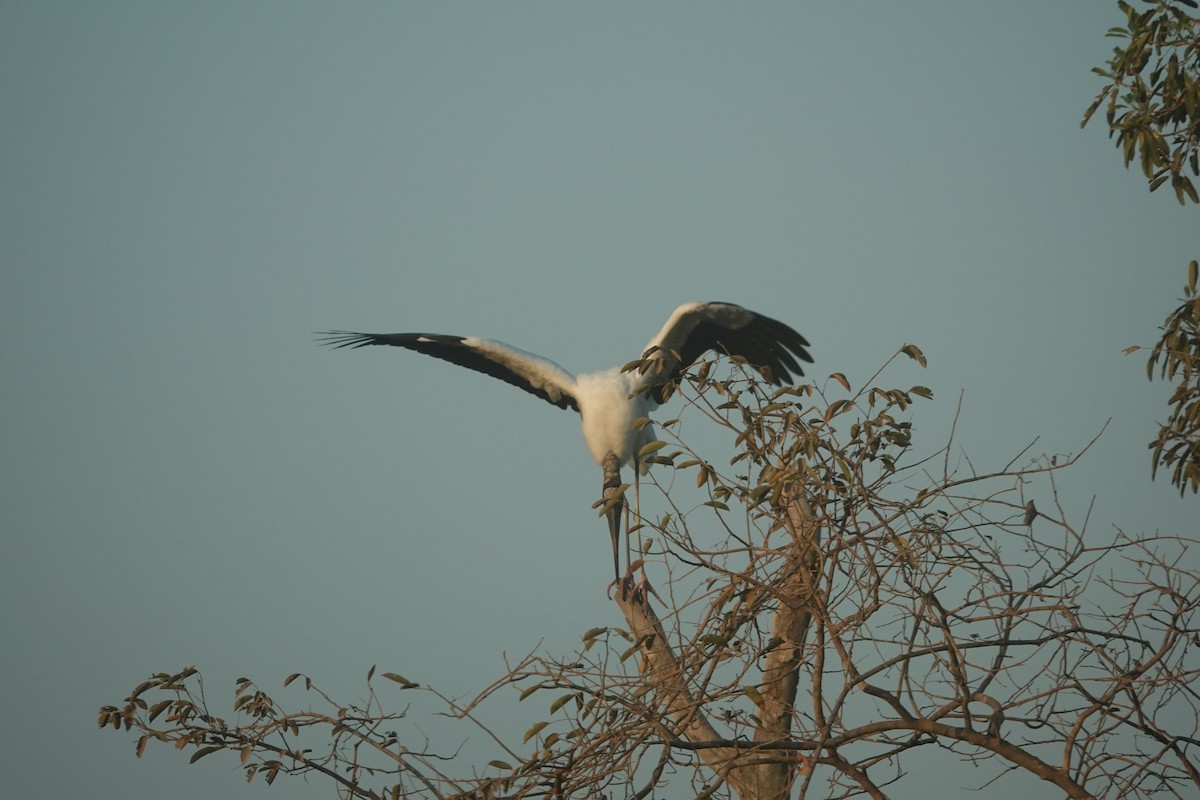 Jabirú Americano - ML647504626