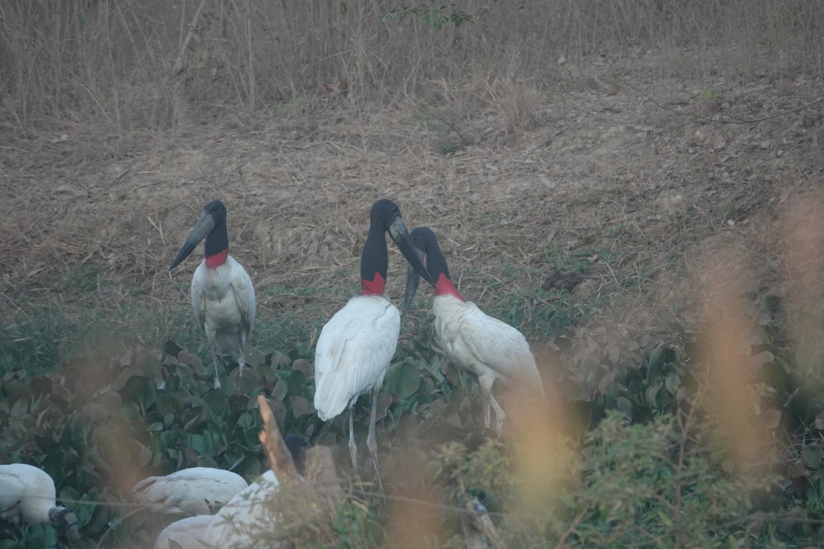 Jabirú Americano - ML647504627