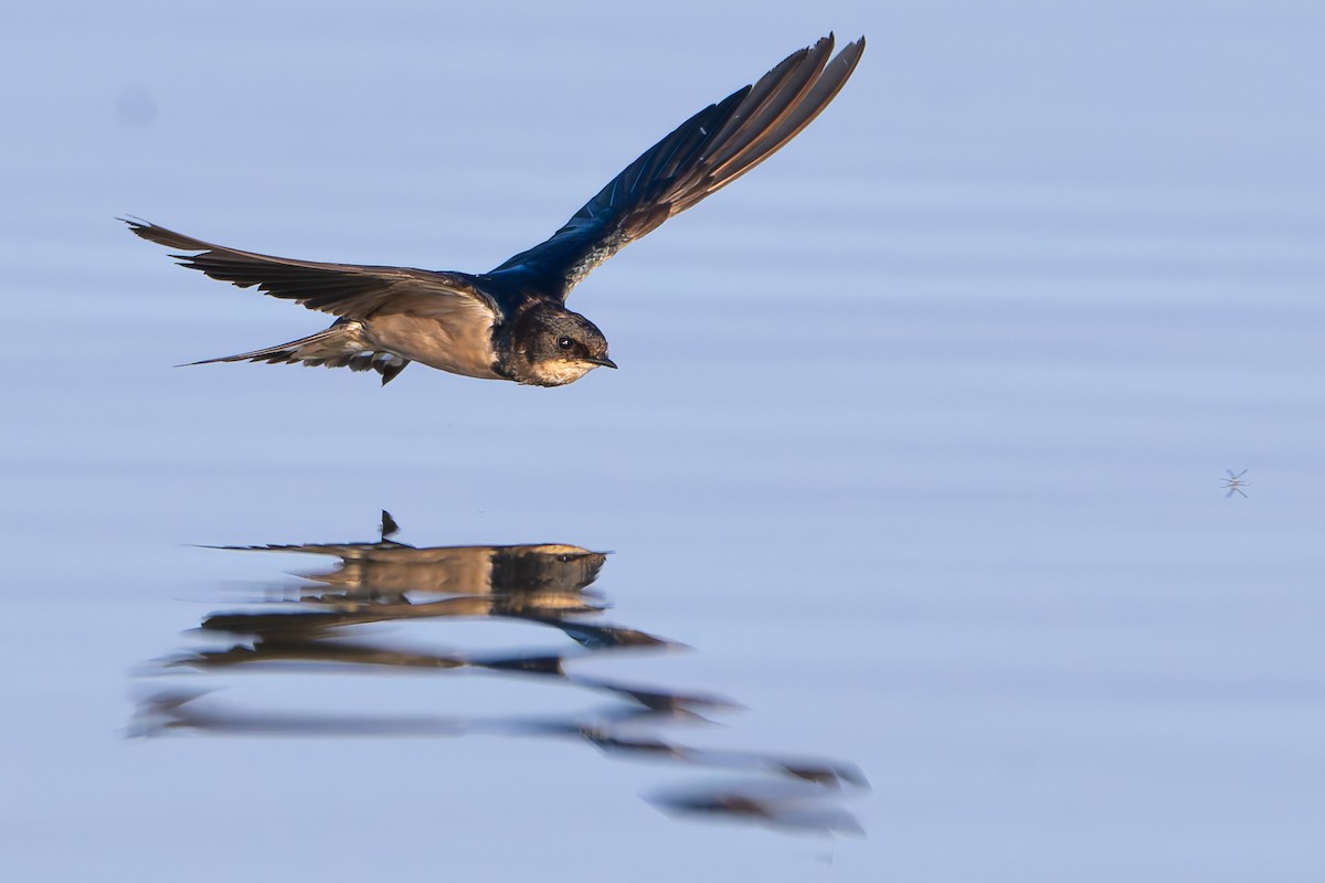 Golondrina Común - ML647504630