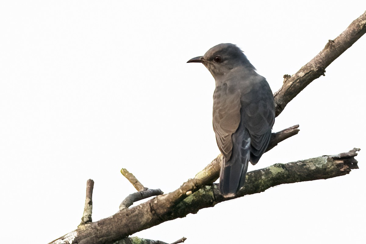 Gray-bellied Cuckoo - ML647504664