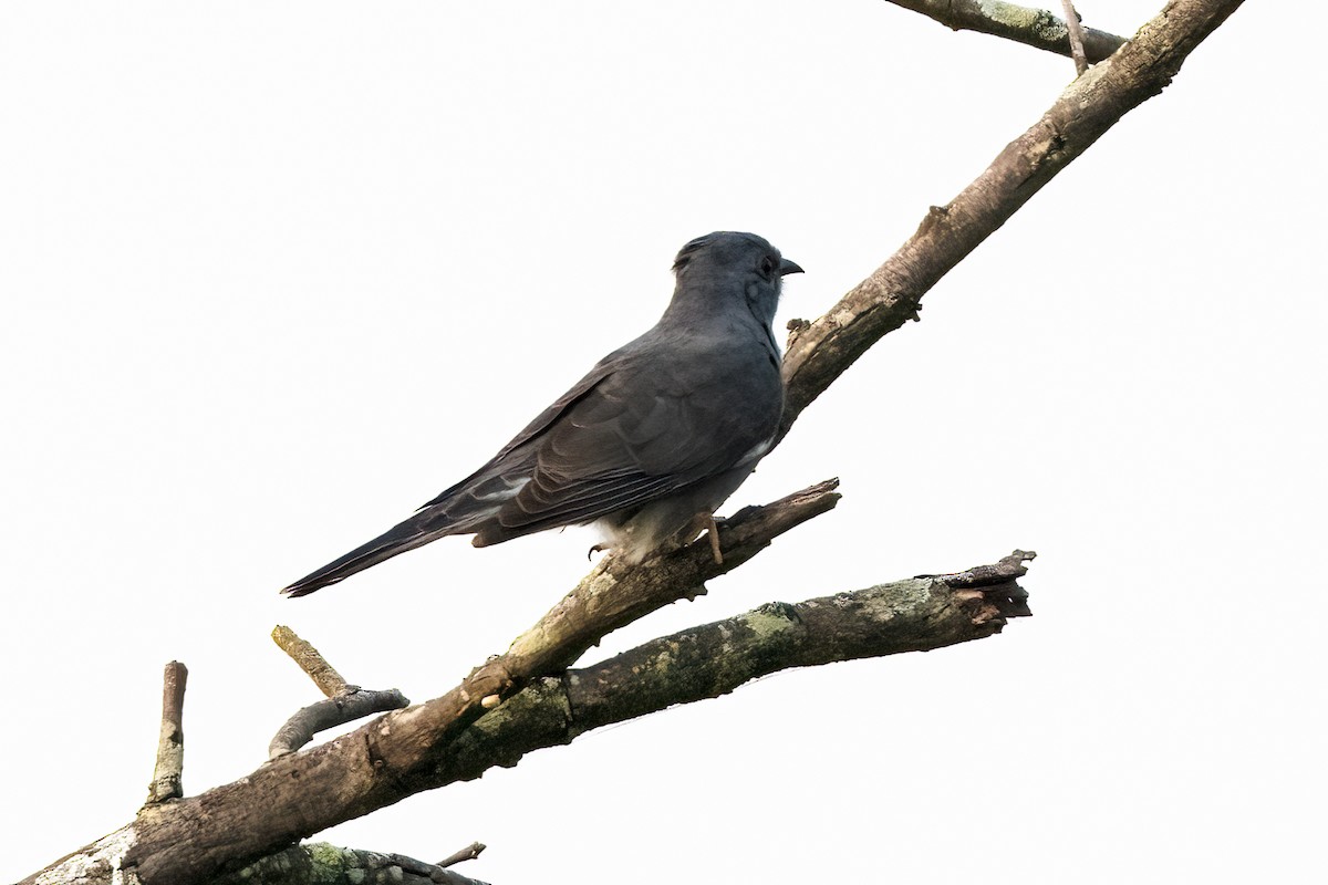 Gray-bellied Cuckoo - ML647504665