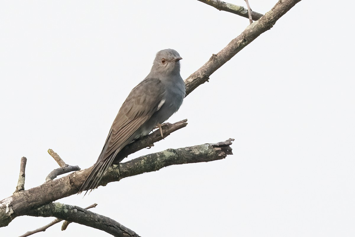 Gray-bellied Cuckoo - ML647504666