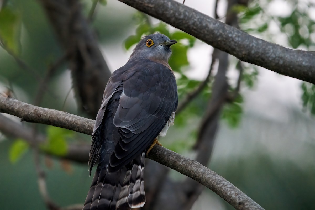 Зозуля білогорла - ML647504668