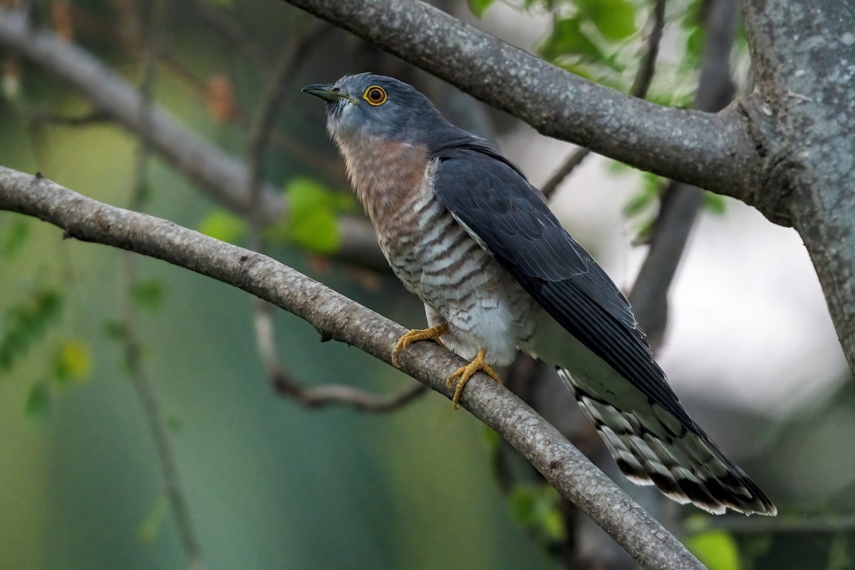 Зозуля білогорла - ML647504669