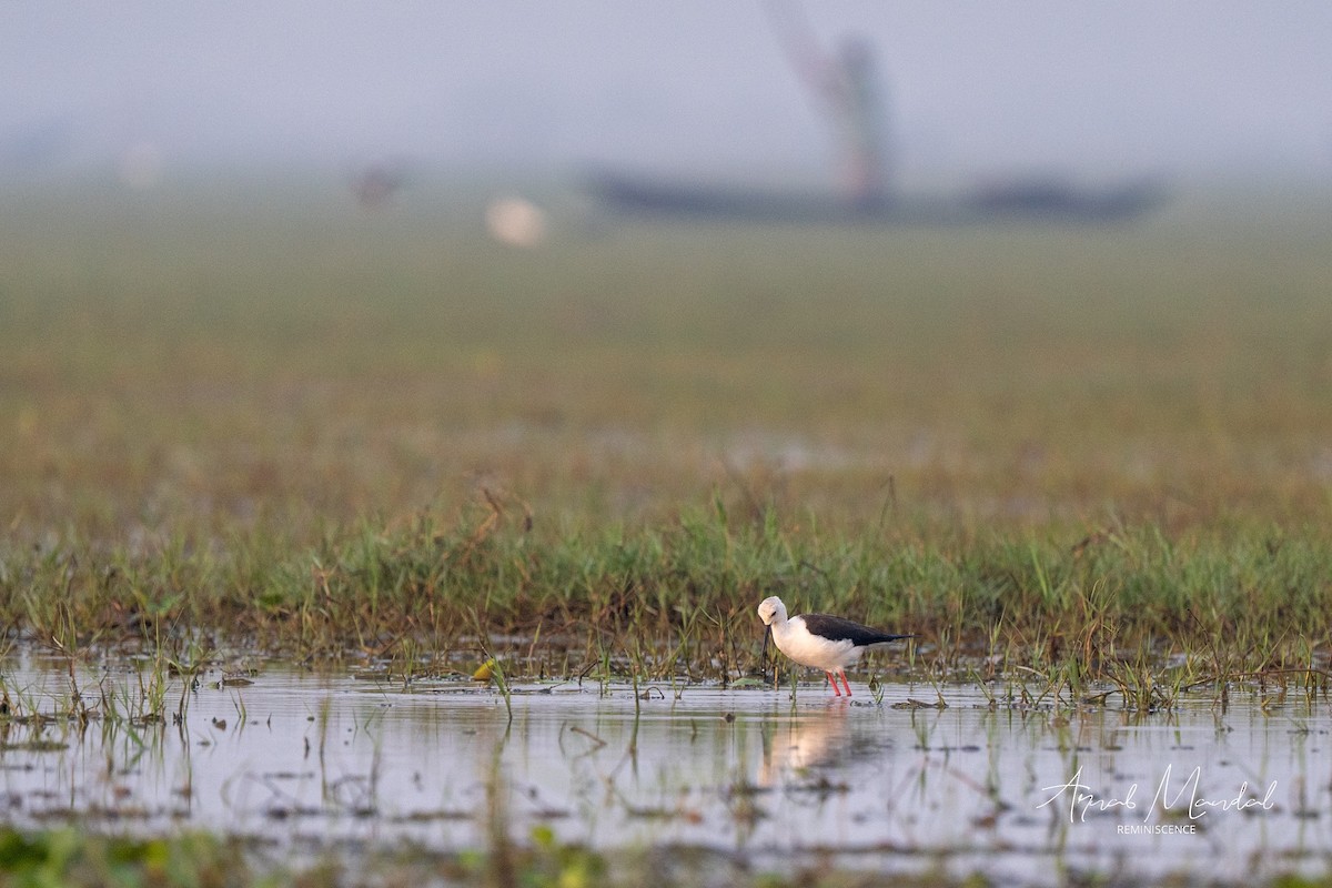 Кулик-довгоніг чорнокрилий - ML647504670