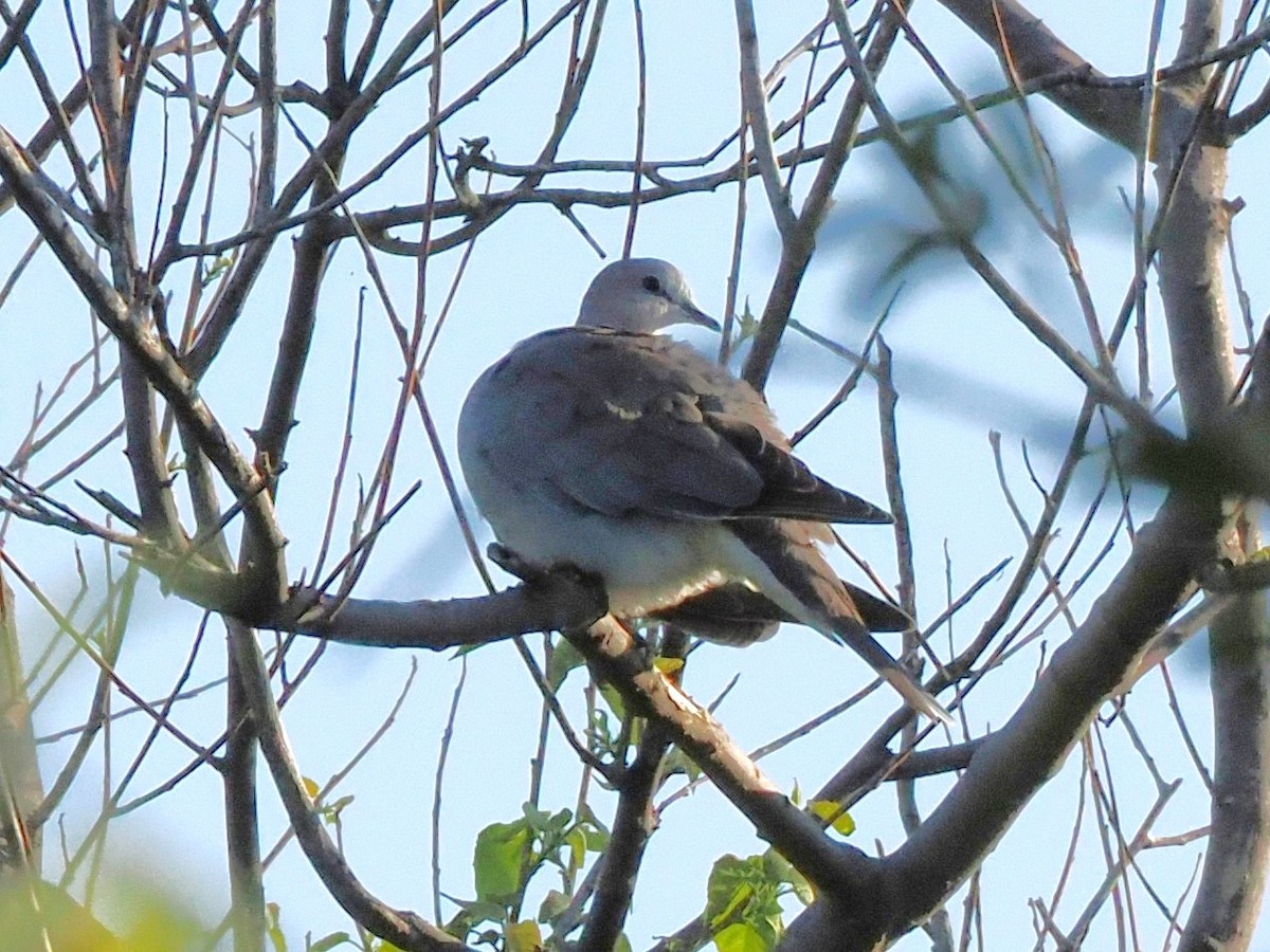 Горлиця південна - ML647504671