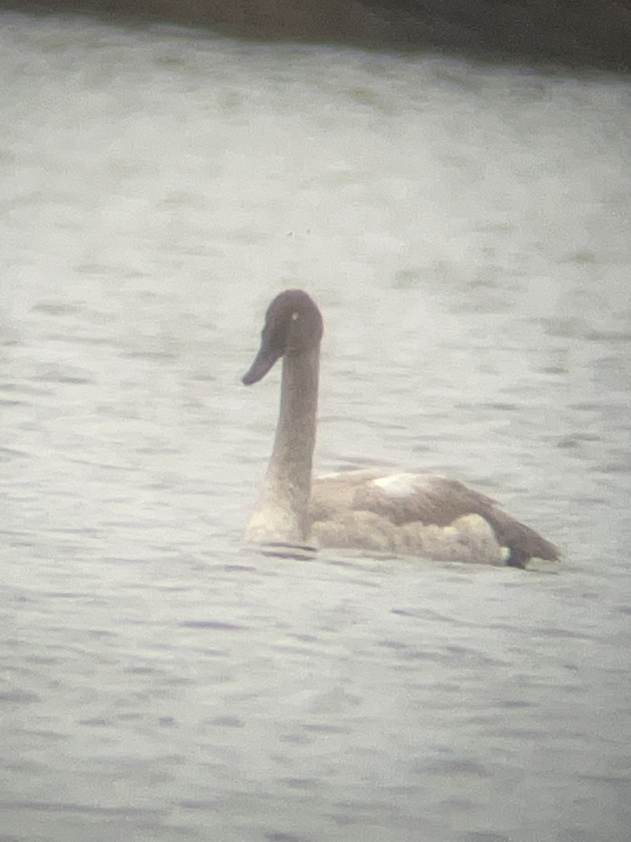 Лебідь-трубач - ML647504672