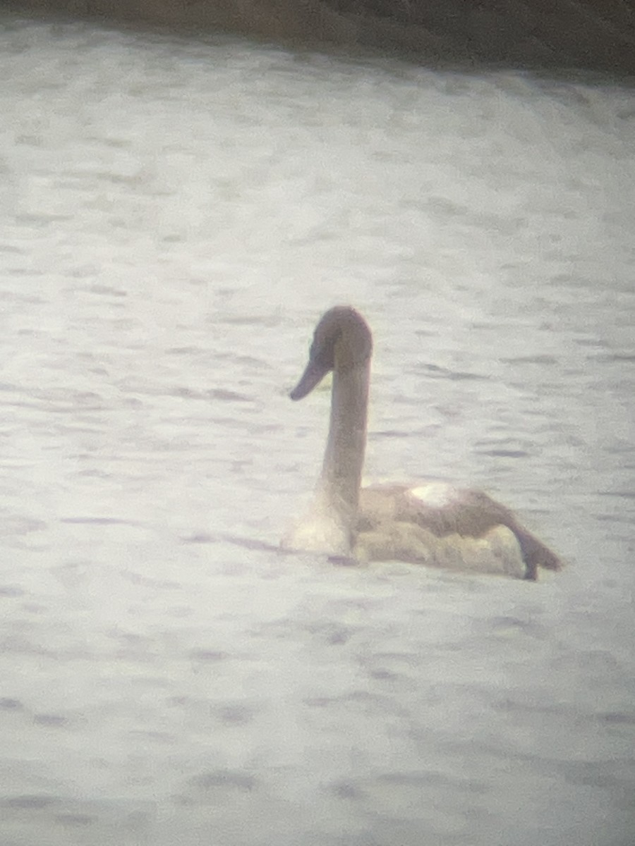 Лебідь-трубач - ML647504673