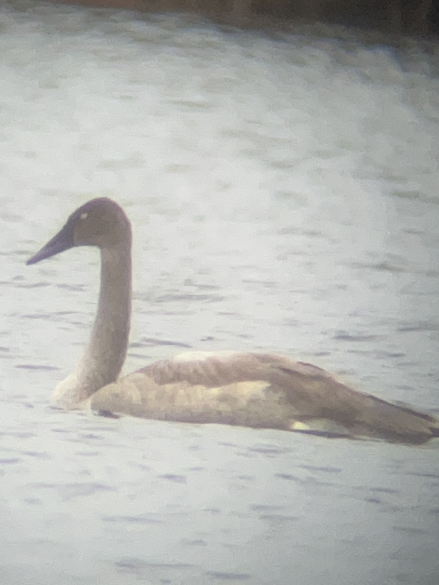 Лебідь-трубач - ML647504674