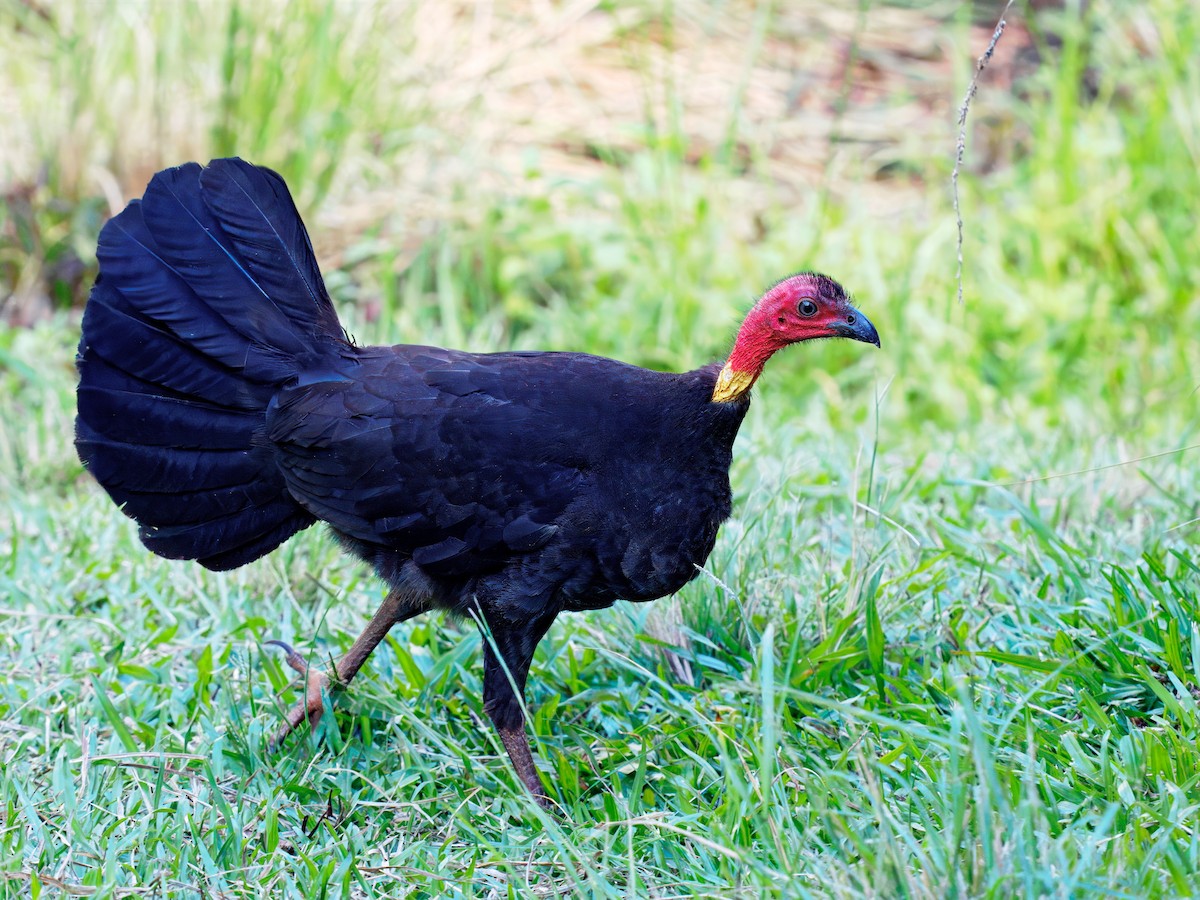 Великоніг східний - ML647504675