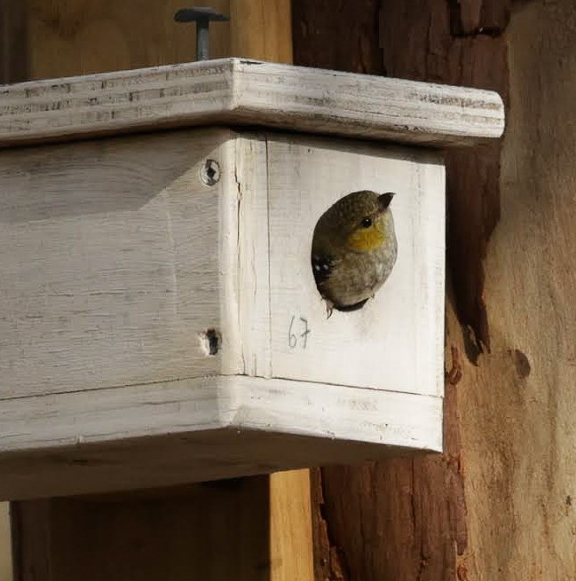 Діамантниця тасманійська - ML647504676