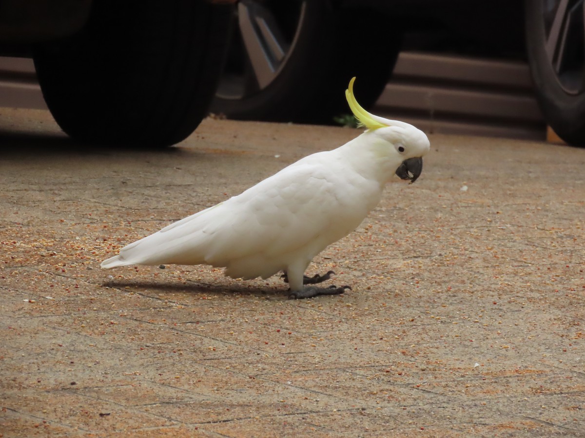 Какаду жовточубий - ML647504677