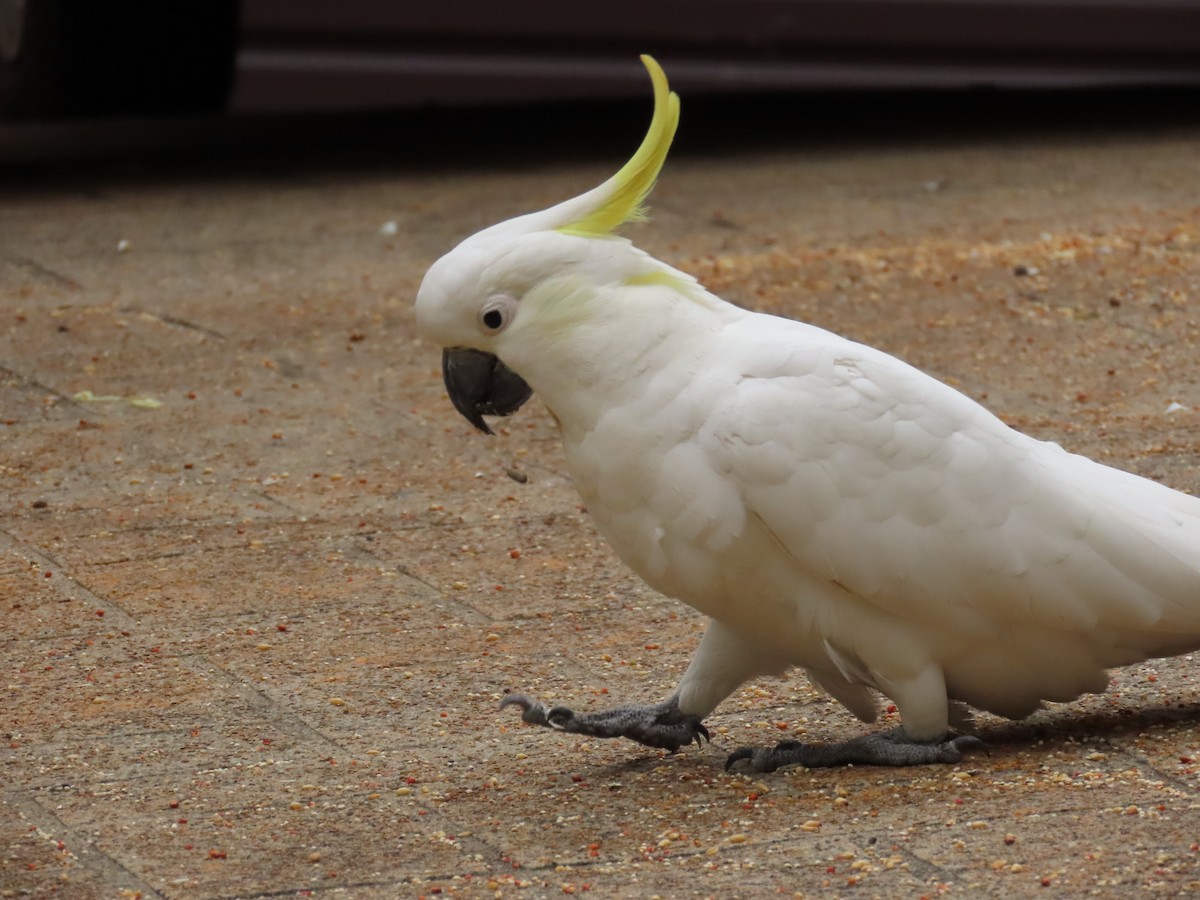 Какаду жовточубий - ML647504678