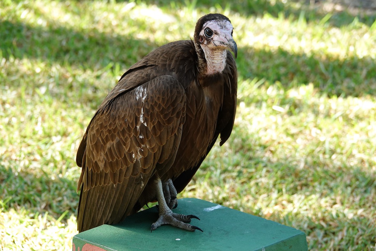 Стерв'ятник бурий - ML647504679