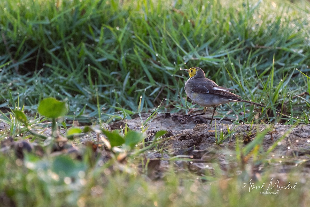 Плиска жовтоголова - ML647504682