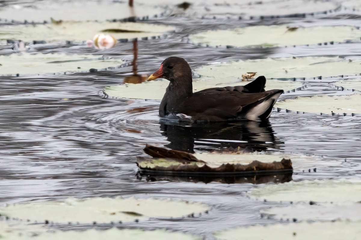 Курочка водяна - ML647504683