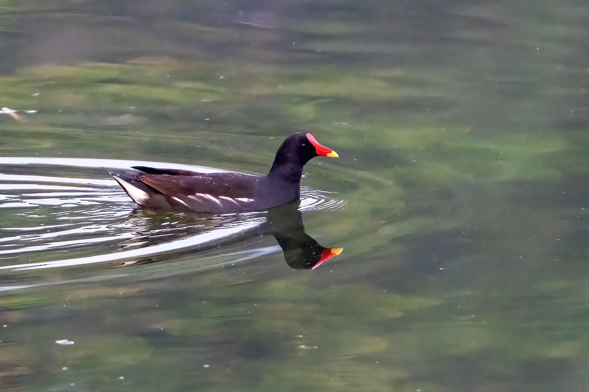 Курочка водяна - ML647504684