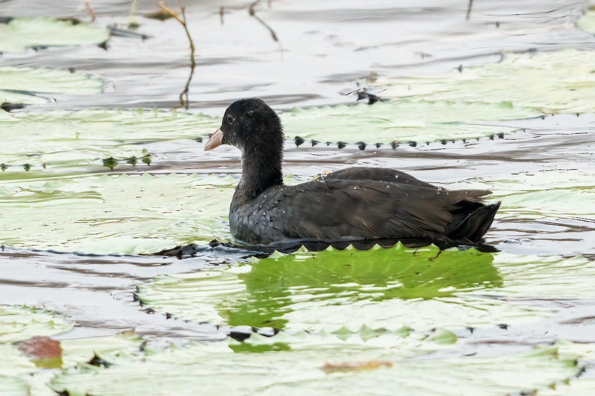 Лиска звичайна - ML647504685