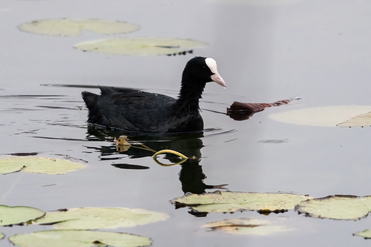 Лиска звичайна - ML647504686