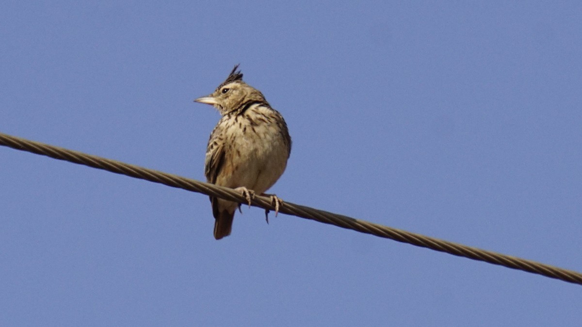 Посмітюха малабарська - ML647504688