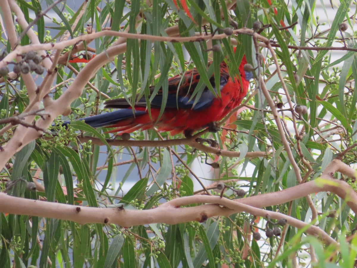 Розела червона - ML647504689