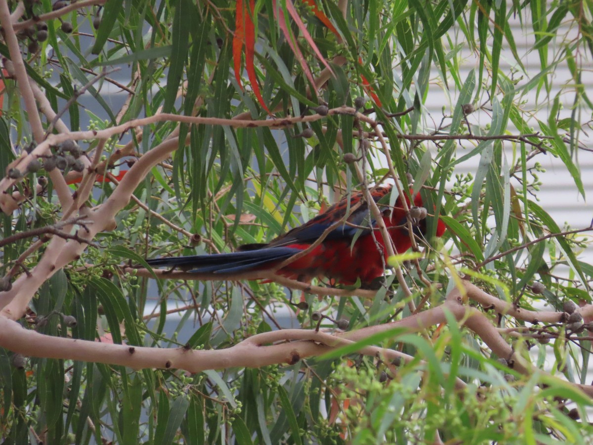 Розела червона - ML647504690