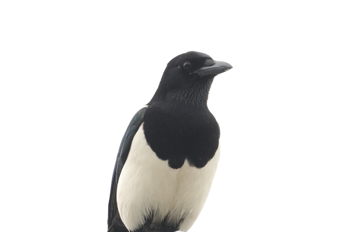 Сорока усурійська - ML647504691