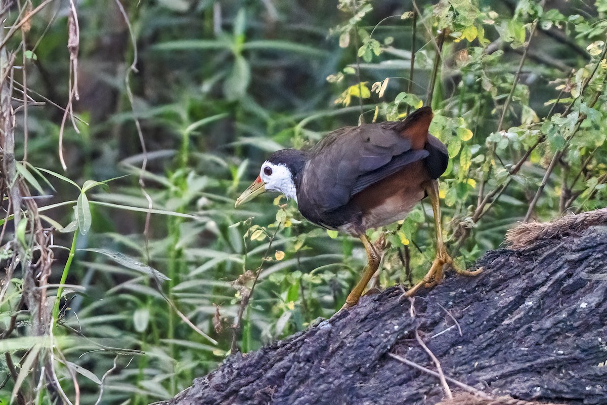 Багновик білогрудий - ML647504693