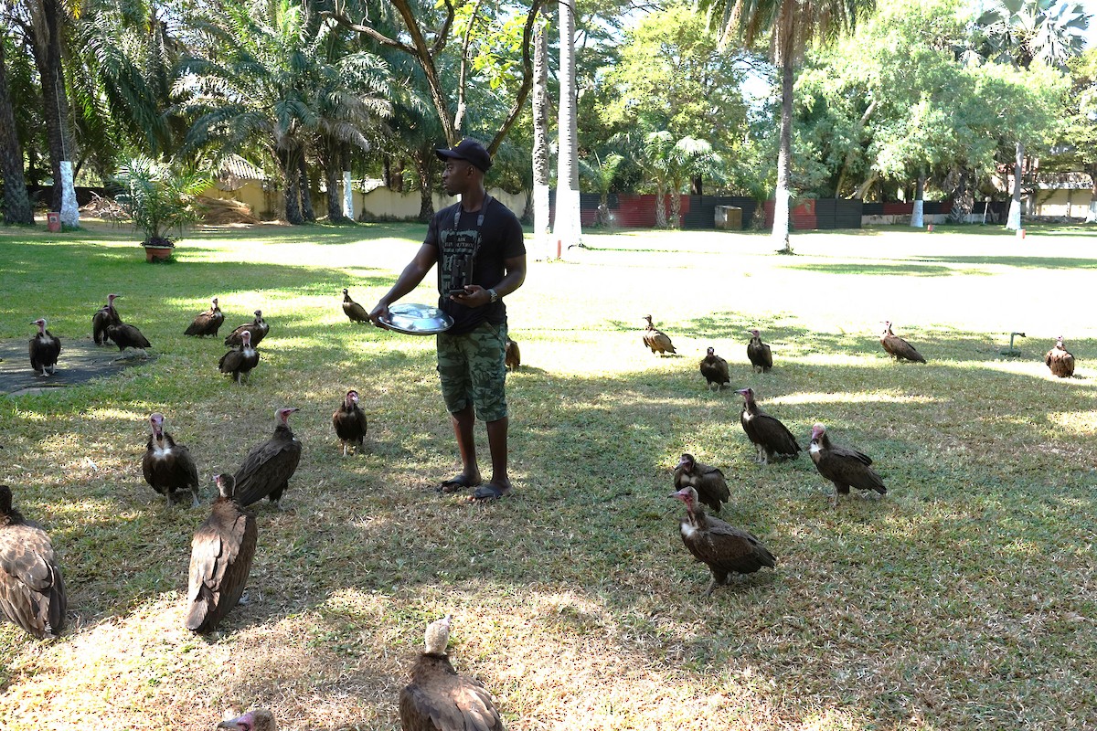 Стерв'ятник бурий - ML647504694