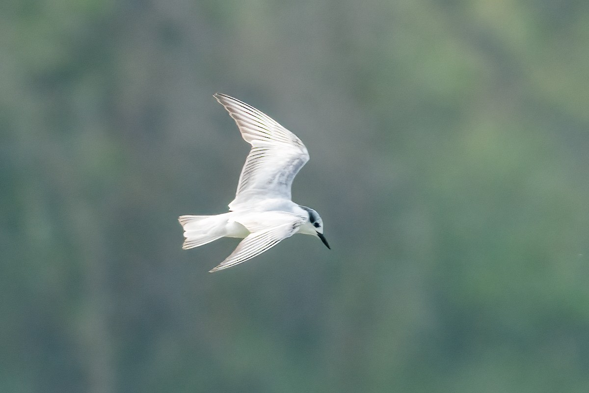 Крячок білощокий - ML647504695