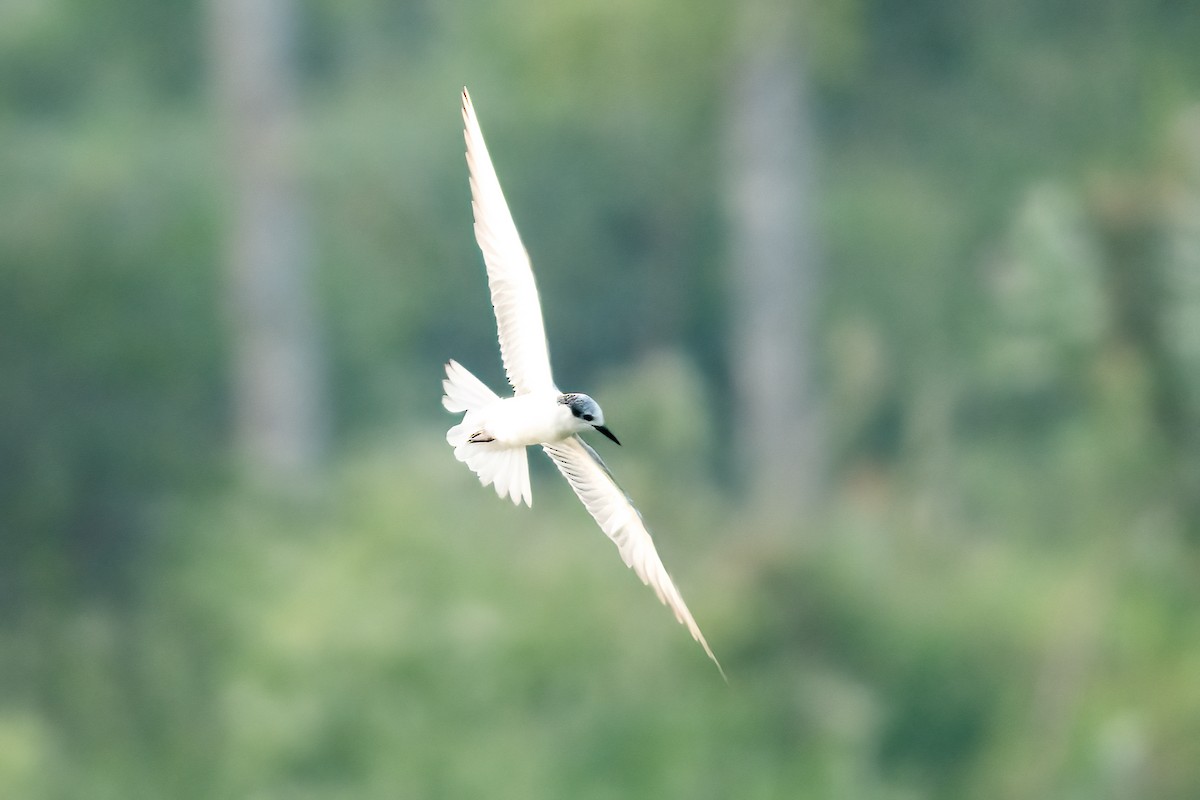 Крячок білощокий - ML647504696