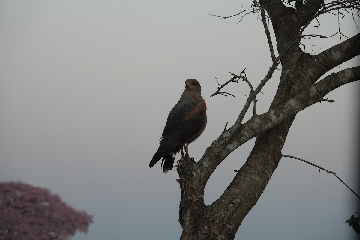 Канюк-крабоїд рудий - ML647504697