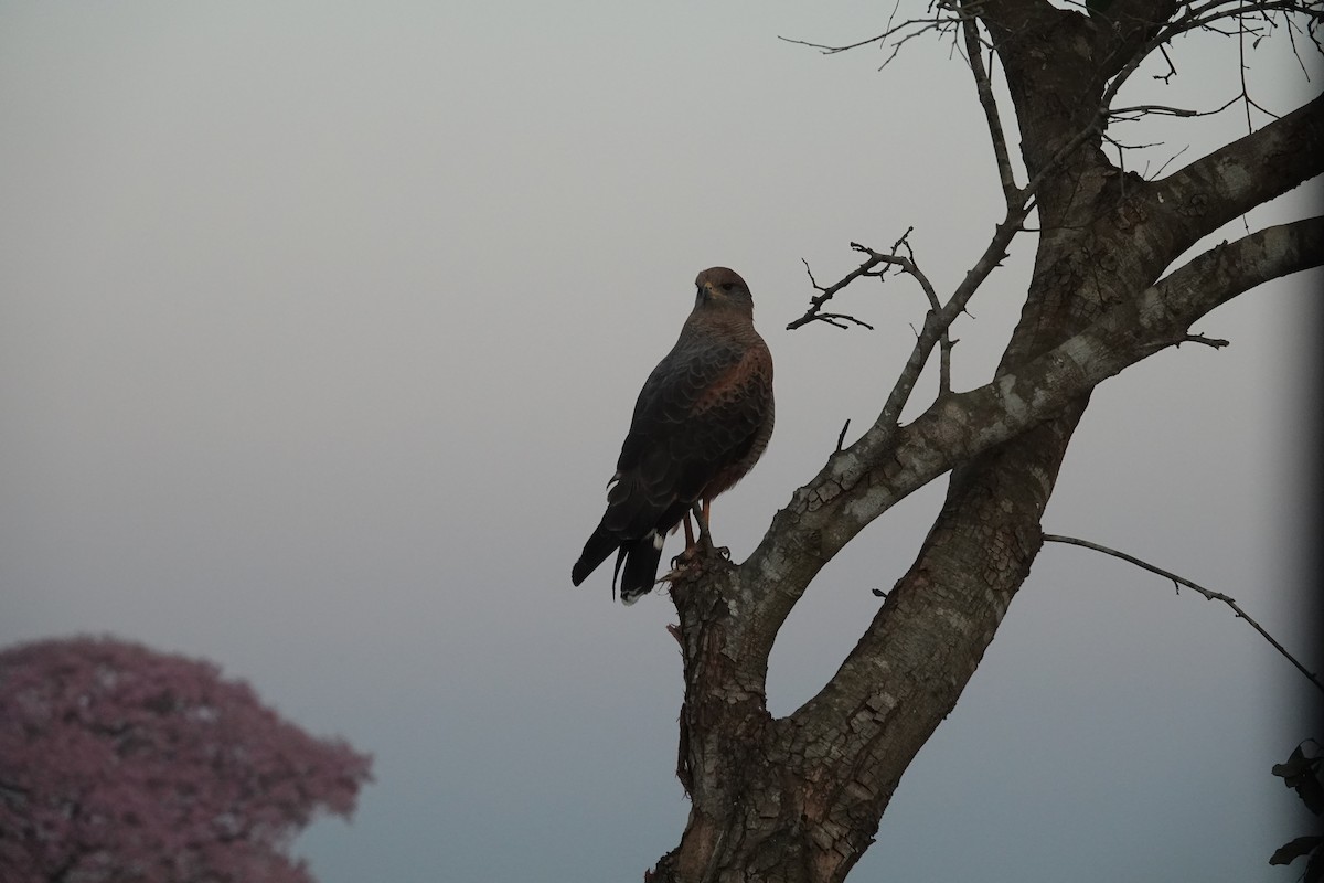 Канюк-крабоїд рудий - ML647504698