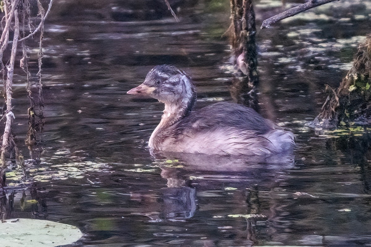 Little Grebe - ML647504701
