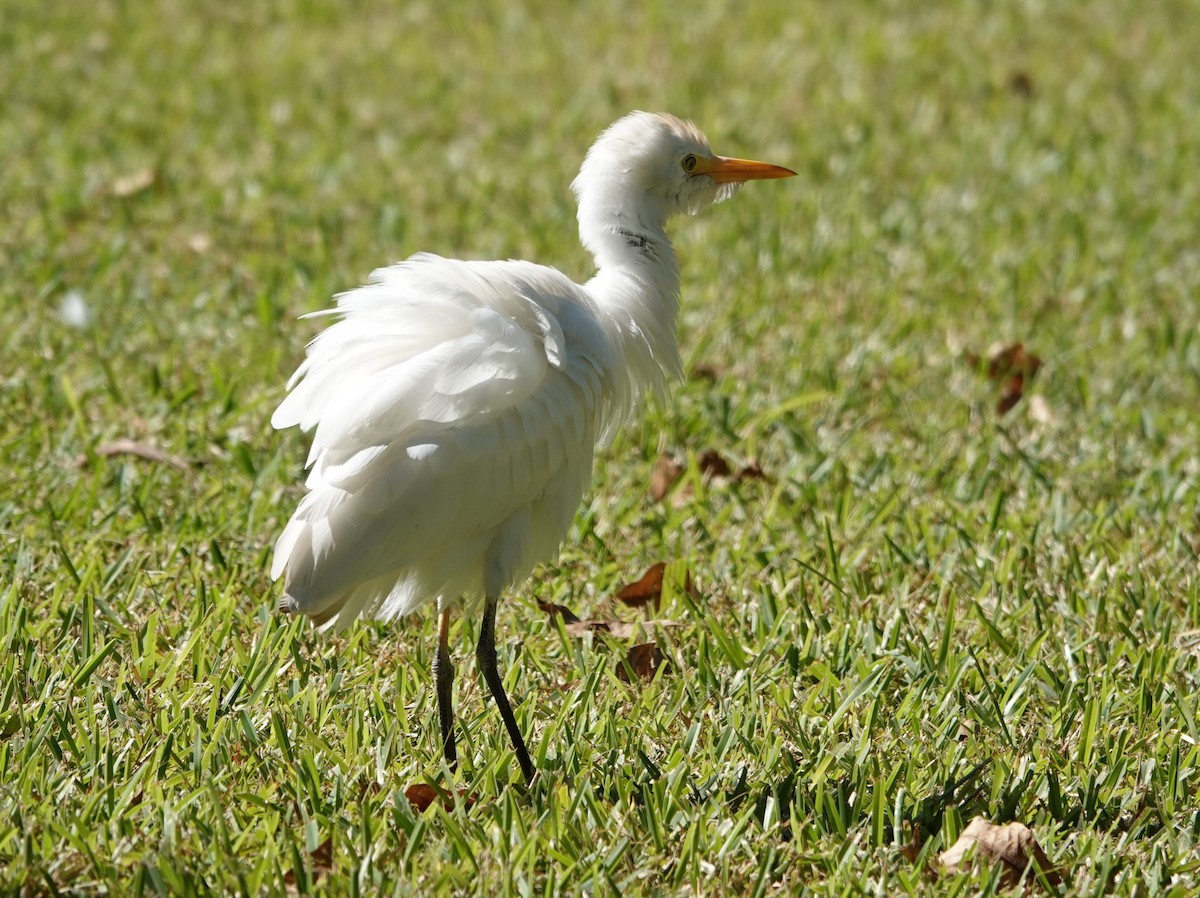 Western Cattle-Egret - ML647504702