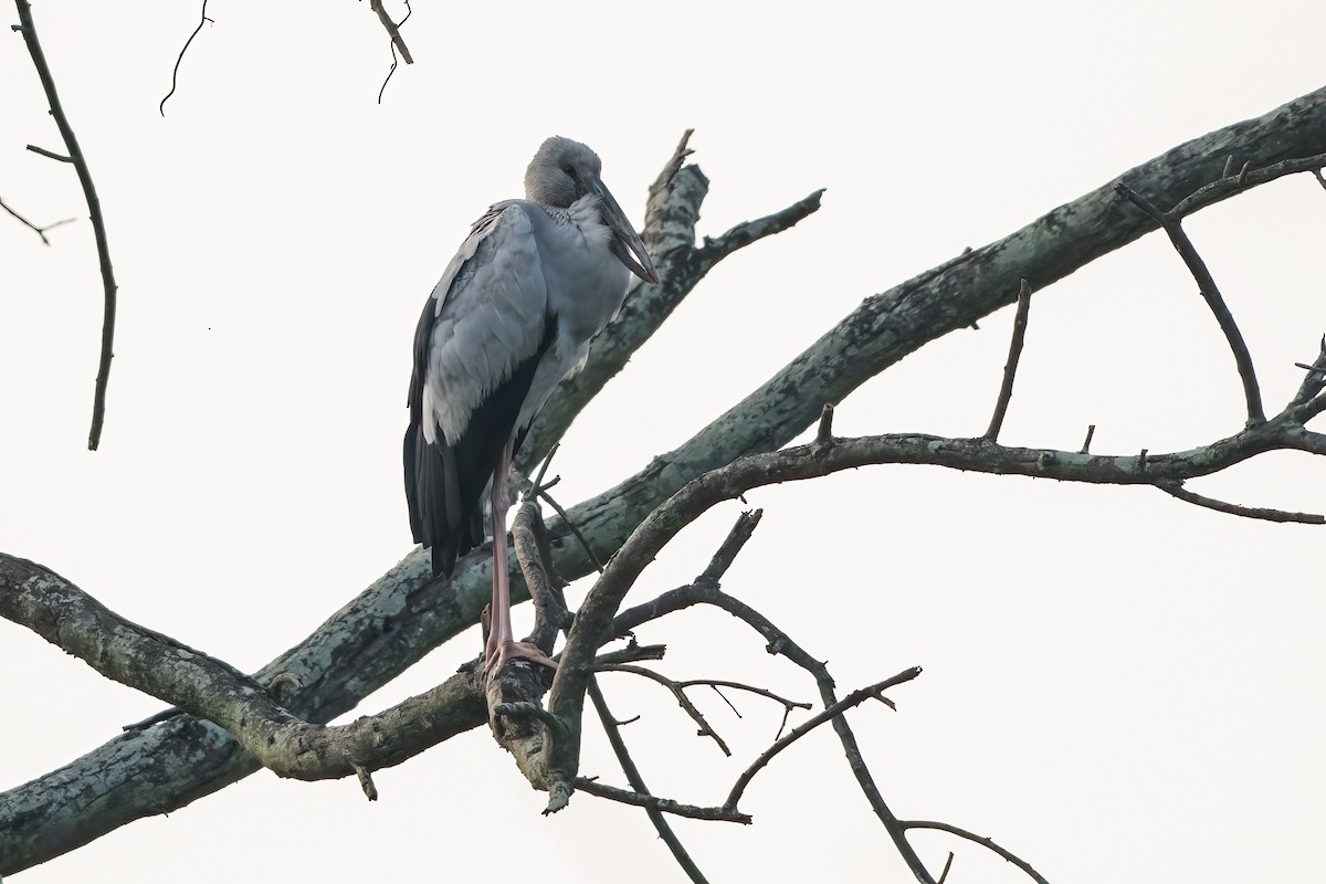 Asian Openbill - ML647504703