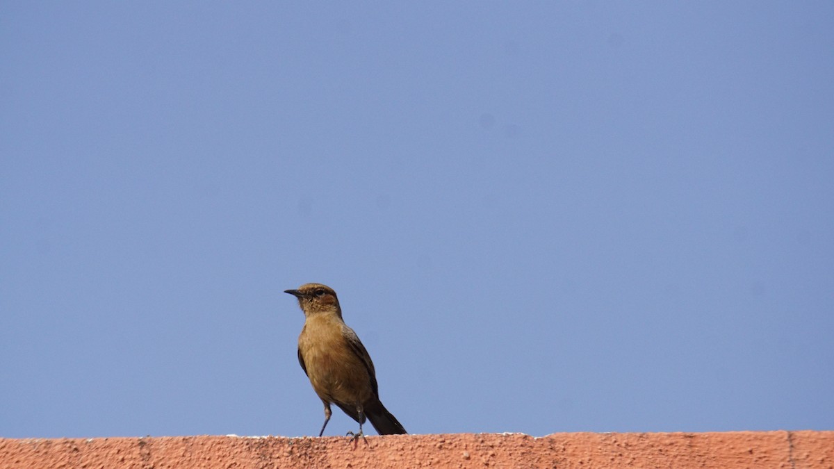 Brown Rock Chat - ML647504704