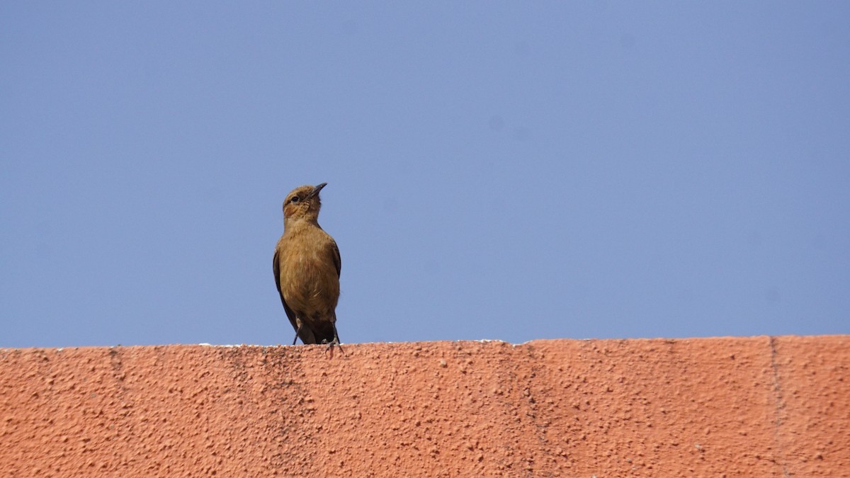 Brown Rock Chat - ML647504705