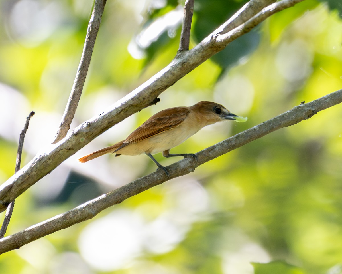 Cinereous Becard - ML647504706