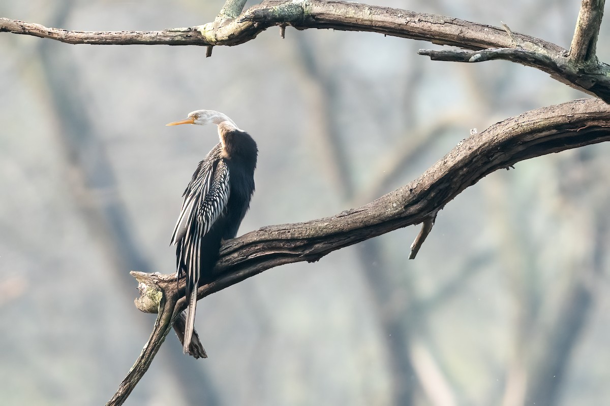 Oriental Darter - ML647504707