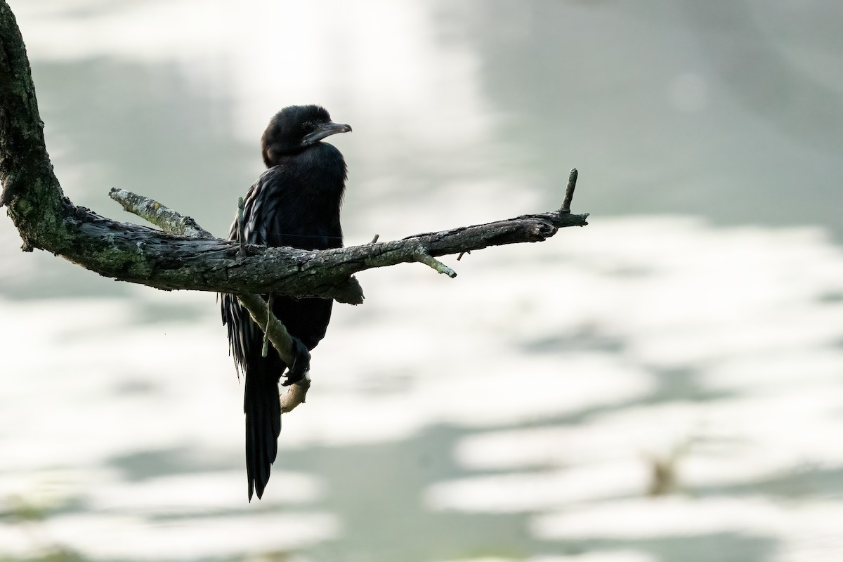 Little Cormorant - ML647504716