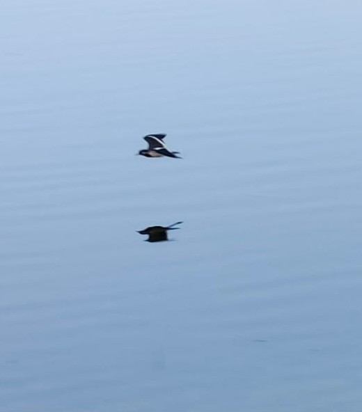 Red-wattled Lapwing - ML647504718