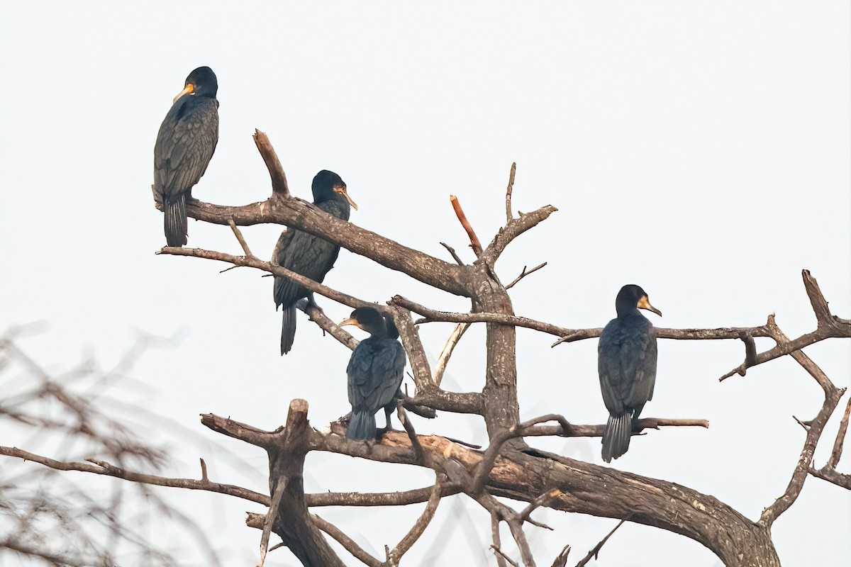 Indian Cormorant - ML647504719