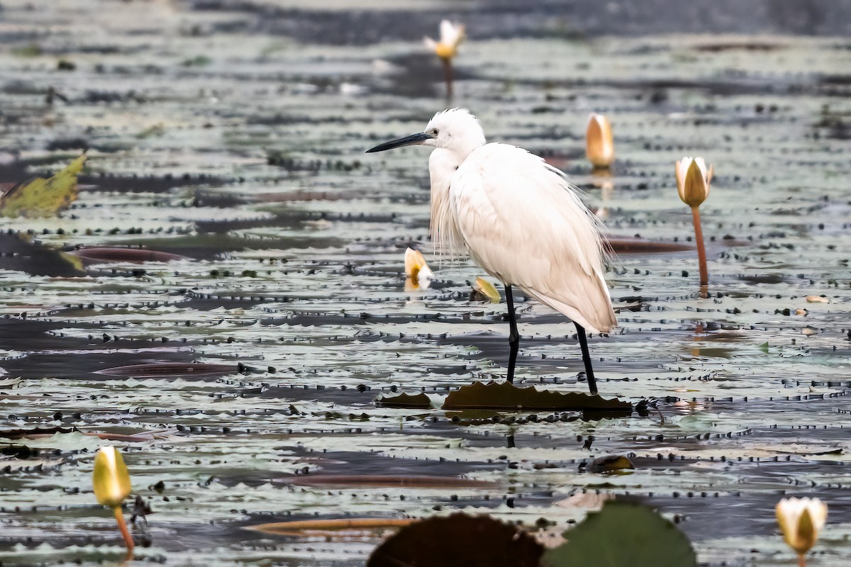 Little Egret - ML647504721